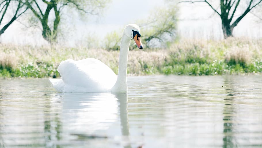 white, swan, water, nature, water bird, animal, swans, bird, white swan, lake