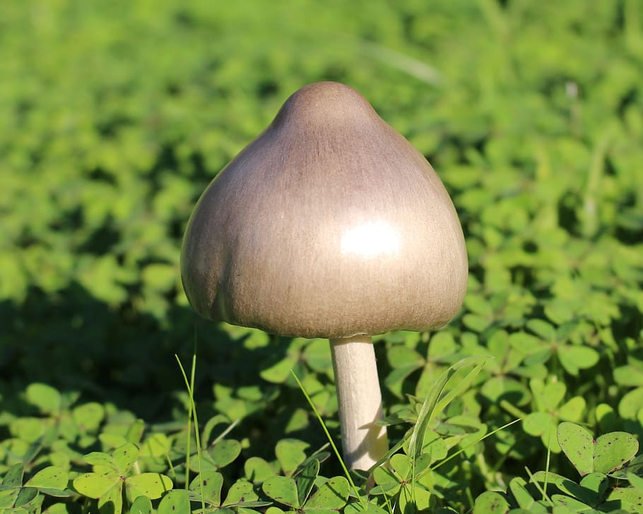 mushroom, toadstool, silver coloured, shiny, fungus, fruiting body, soursobs, oxalis, bermuda buttercup leaves, nature