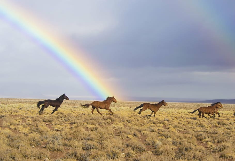 three, brown, one, black, horses painting, wild horses, rainbow, released, feral, running
