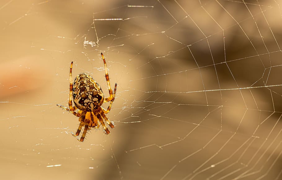 mengintai, araneus, jaring laba-laba, labah-labah, jaringan, benang berputar, arakhnida, berbulu, racun, hewan