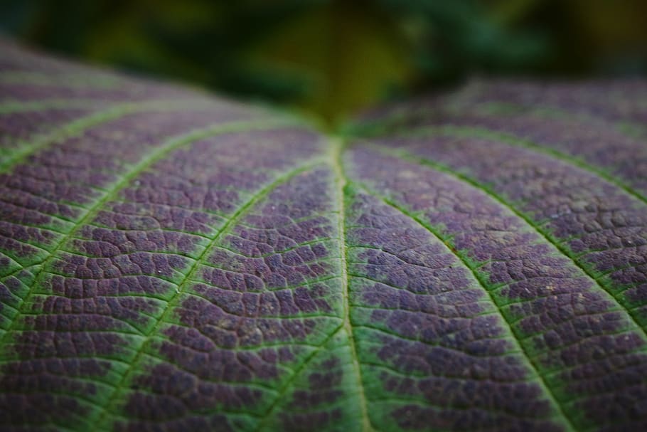 leaf, macro, background, natural, pattern, texture, close up, detail, nature, plant
