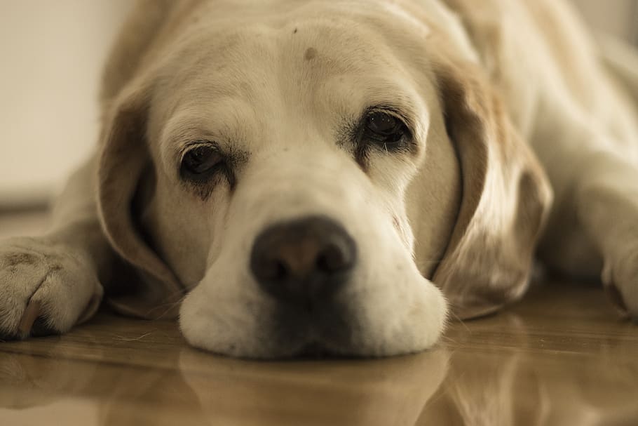 dog, beagle, drowsy, bored, boredom, drowsiness, pet, lazy, portrait, lethargic