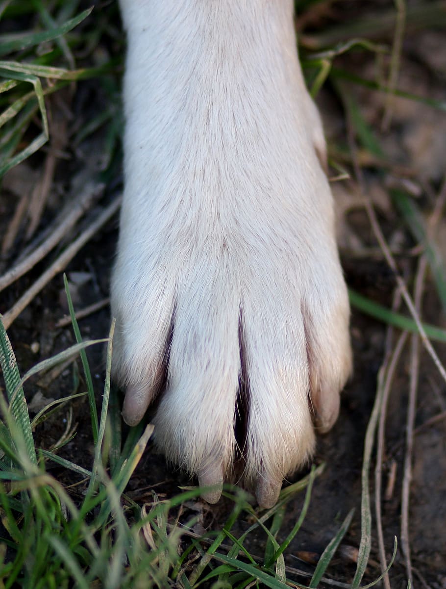 paw, nail, dog, one animal, animal, animal themes, animal body part, mammal, animal leg, domestic