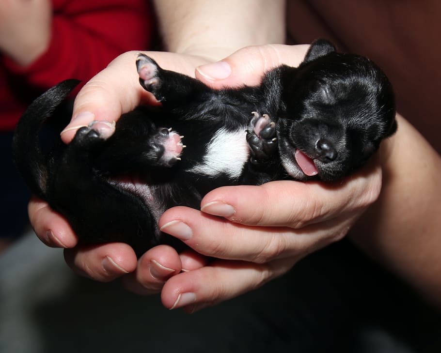 Can You Touch Newborn Puppies With Bare Hands Puppy Black Puppy Dog Newborn Puppy Hands Pet Animal Small Baby Mixed Breed Pxfuel