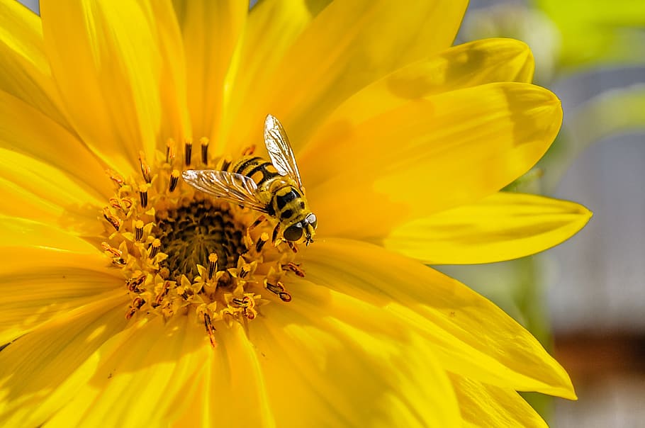 hoverfly bertengger, kuning, kuncup bunga, alam, tidak ada orang, tanaman, serbuk sari, musim panas, bunga matahari, lebah