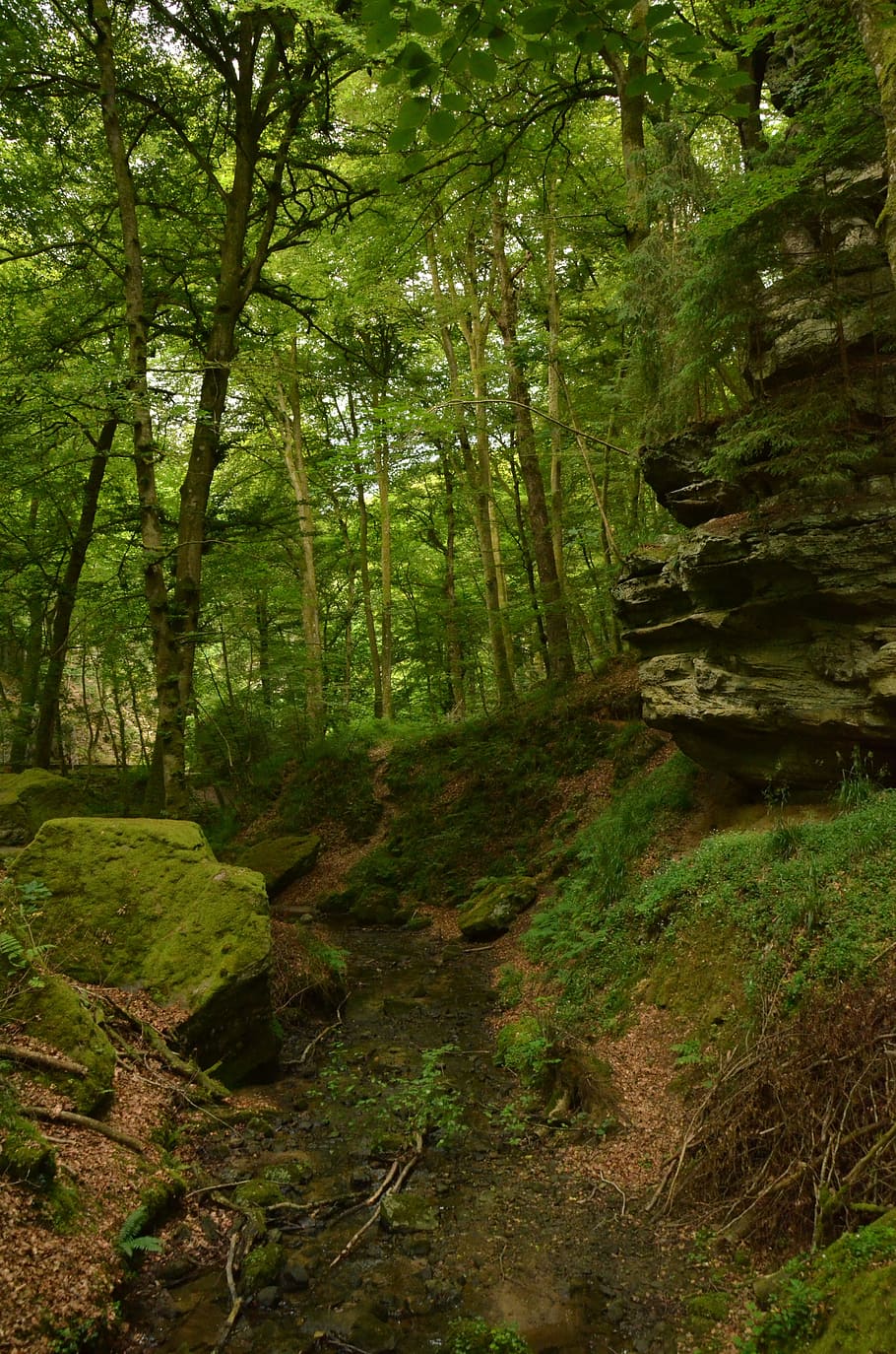 Rocha, Floresta, Escuro, Altura, verde, Echternach, Luxemburgo, natureza, árvore, paisagem