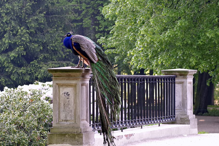 peacock, bride rail, park, bridge, alley, bird, blue, proud, pen, tom