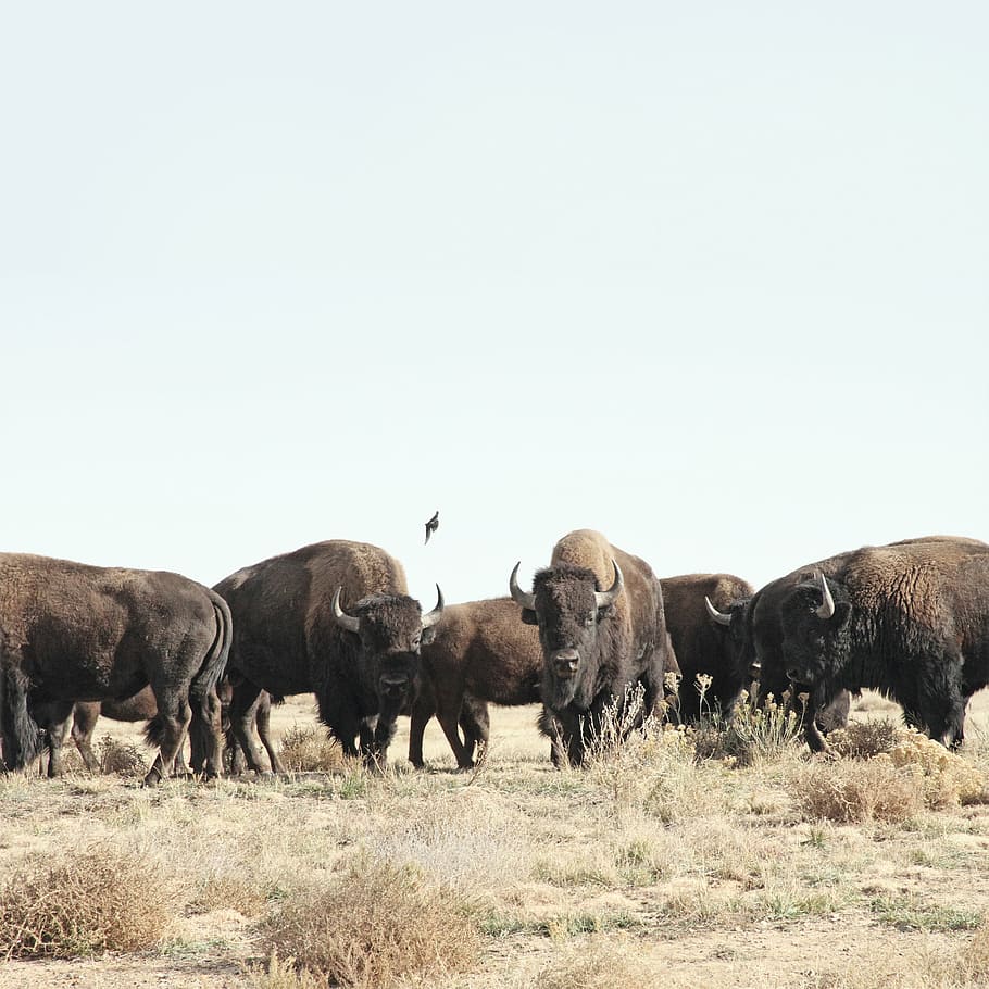 primer plano, foto, marrón, bisontes, toro, animal, hierba, al aire libre, naturaleza, manada