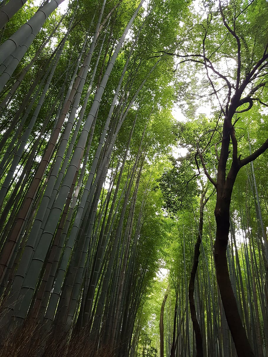 Japón, vs bosque, bosque de bambú japonés, árbol, planta, bosque, color verde, tranquilidad, belleza en la naturaleza, tierra