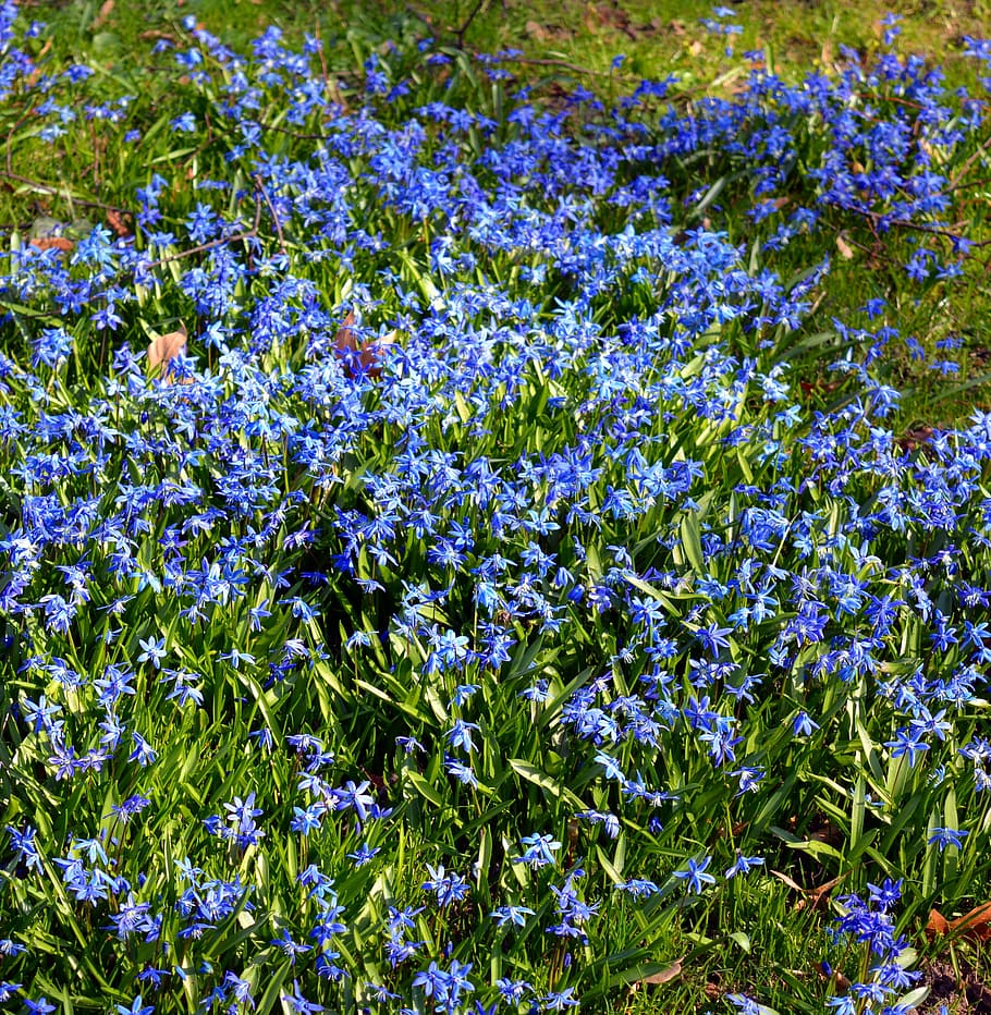 blue star, siberian blaustern, flowers, close, nature, blue, flower, frühlingsblüher, scilla sibirica, siberian sternhyazinthe