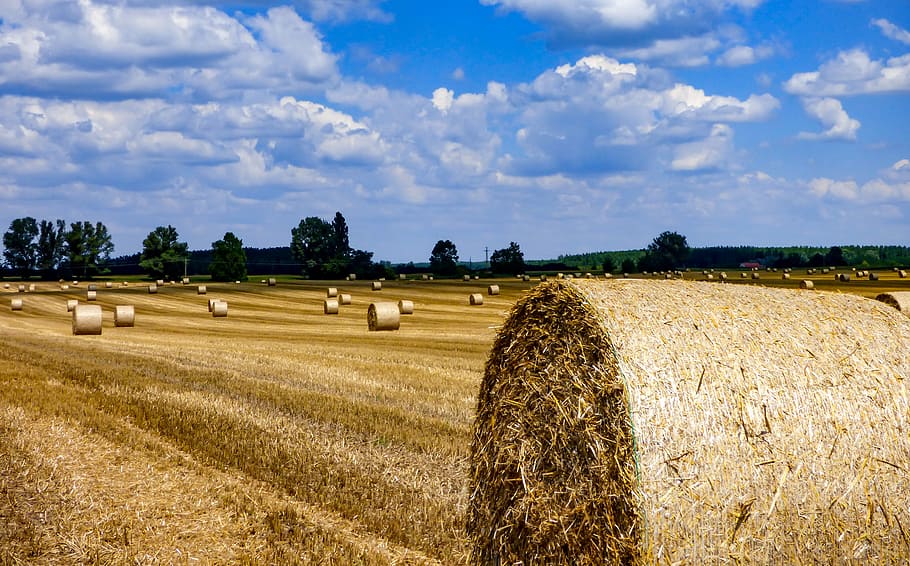 Straw Bale, Field, Bales, straw, straw bales, harvest, agriculture, summer, rural landscape, compressed grain drying