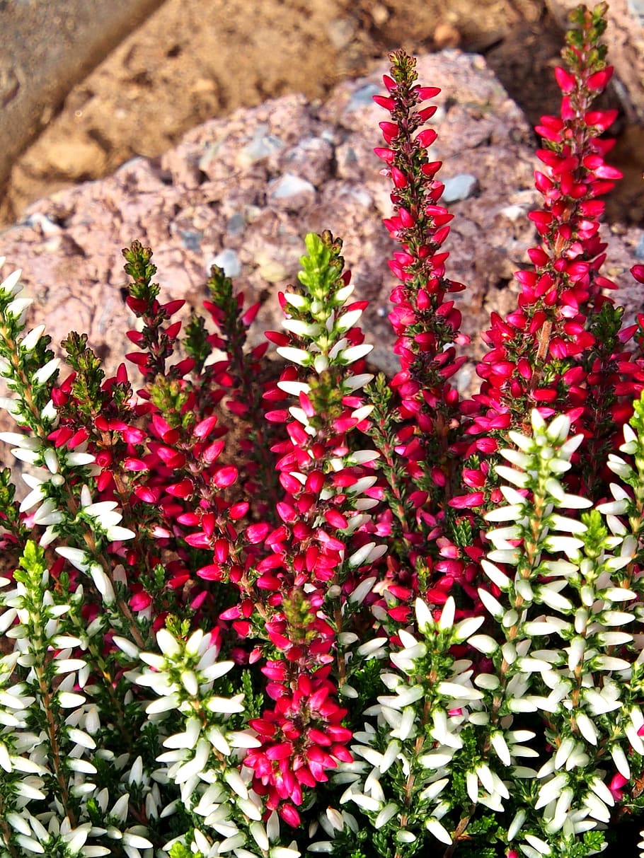 heather, winterize, white, red, small petals, plant, erika, flower, flowering plant, freshness