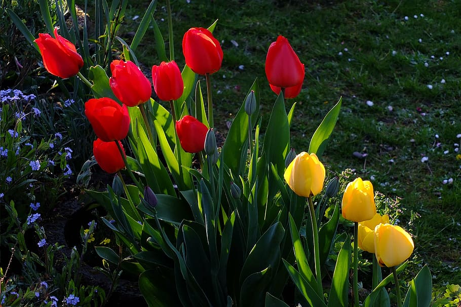 tulips, flowers, tulip sea, sea of flowers, blütenmeer, yellow, red, spring, april, north park