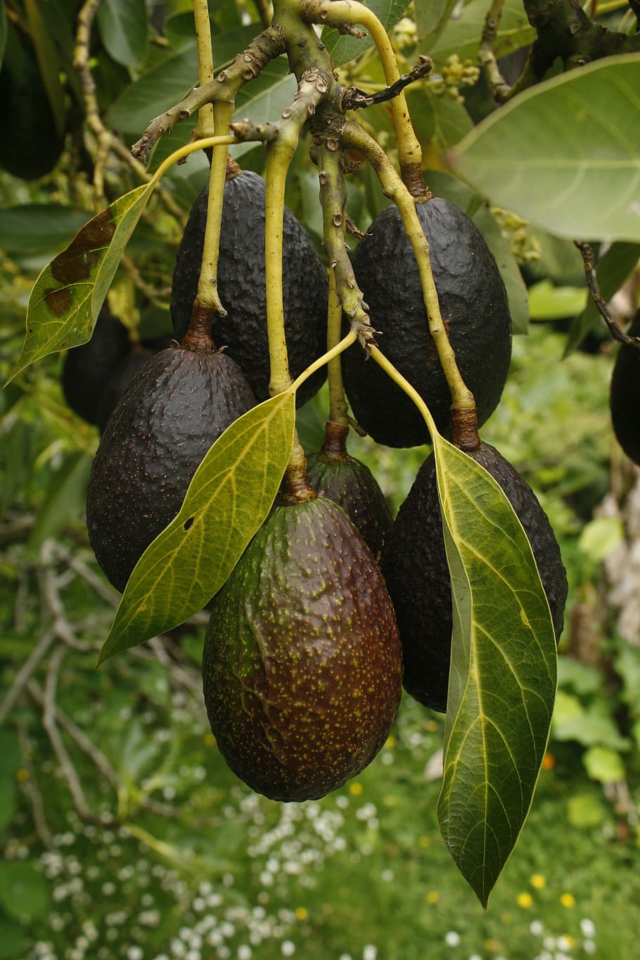 avocado, fruit, tree, natural, fruit and vegetables, ripe, food and drink, food, leaf, healthy eating