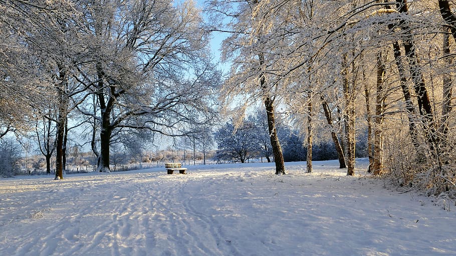 snowland country, winterland country, snow, bench in snow, wintry, winter magic, cold temperature, winter, tree, plant