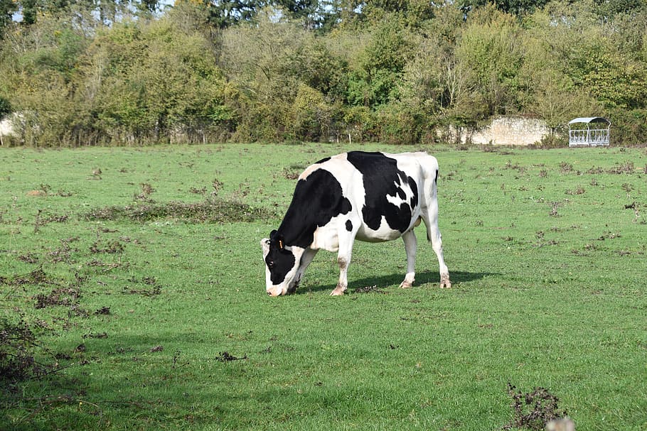vaca, vaca pastando grama, bretão de vaca, torta de vaca preta, vaca leiteira, ruminante, pradaria, agricultura, gado, campo