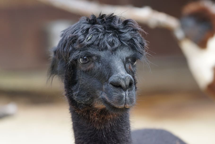 black llama, alpaca, andes, wool, fluffy, paarhufer, animal, cute, mammal, llama