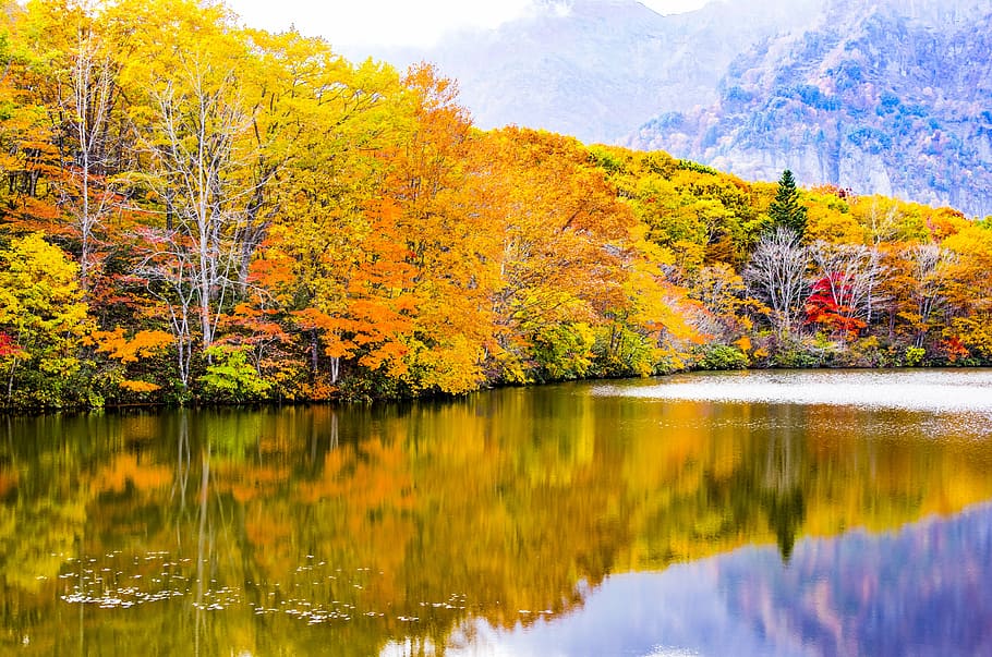 japan, kagamiike, togakushi, autumnal leaves, nagano, shinshu, nagano prefecture, broad-leaved forest, lake surface, color