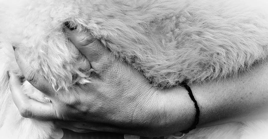 hand, fur, sheepskin, wool, fluffy, love for animals, white fur, hair, domestic, close-up