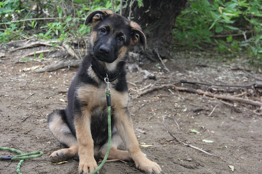 german shepherd, german shepherd puppy, gsd, canine, dog, puppy, pet, cute, animal, adorable