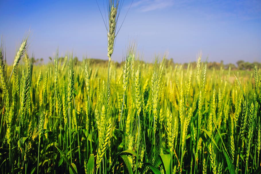 trigo, campo, agricultura, colheita, arroz, ásia, planta, maduro, plantação, terras agrícolas