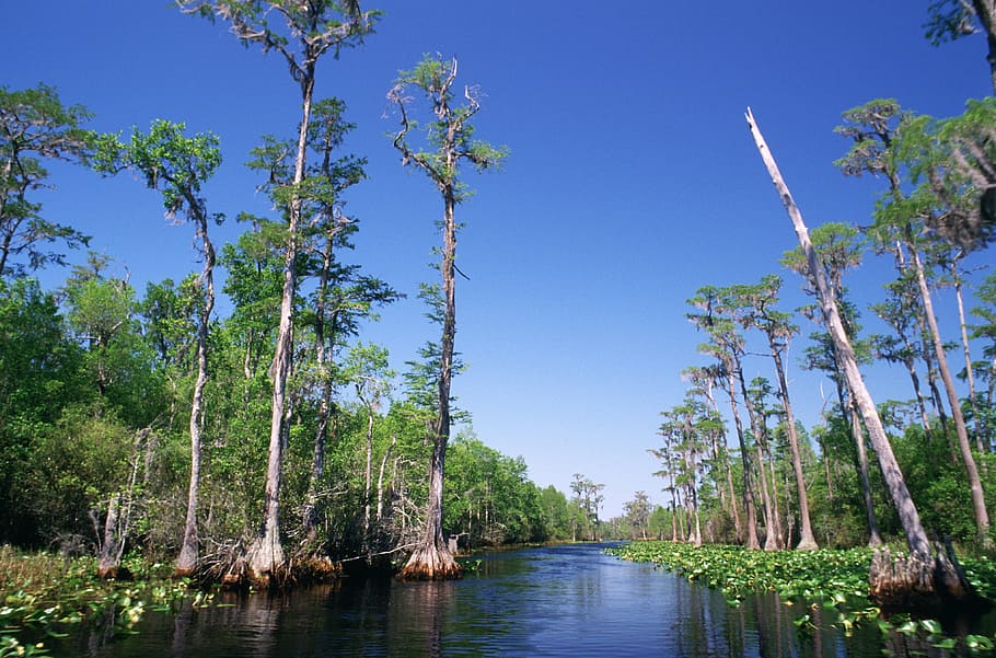 swamp, water, trees, cypress, bald, marsh, nature, scenic, landscape, tranquil