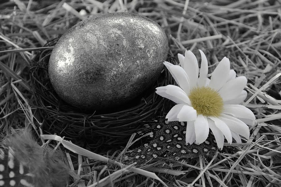 Easter Egg, Easter, Egg, Egg, Decoration, easter, egg, decoration, easter decoration, happy easter, black and white, flower