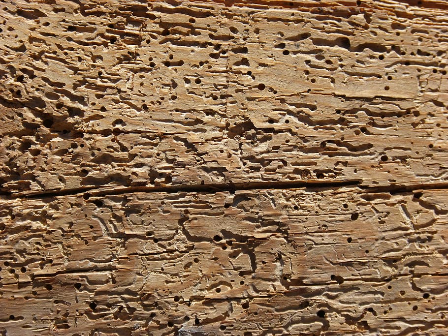 wood, woodworm, rotten, old wood, texture, background, rotten wood, full frame, backgrounds, textured