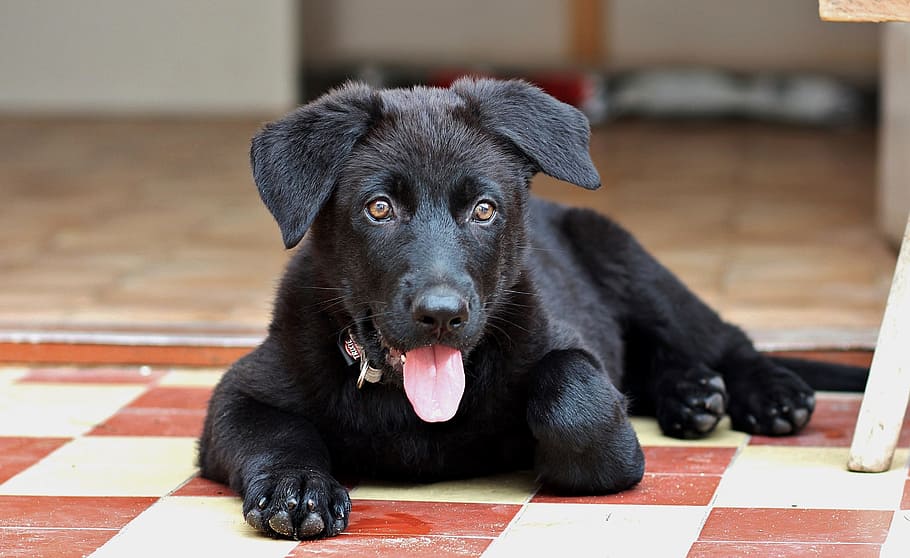 hitam, anak anjing labrador retriever, gembala hitam jerman, anak anjing, anjing, bohong, lucu, mamalia, satu hewan, hewan peliharaan
