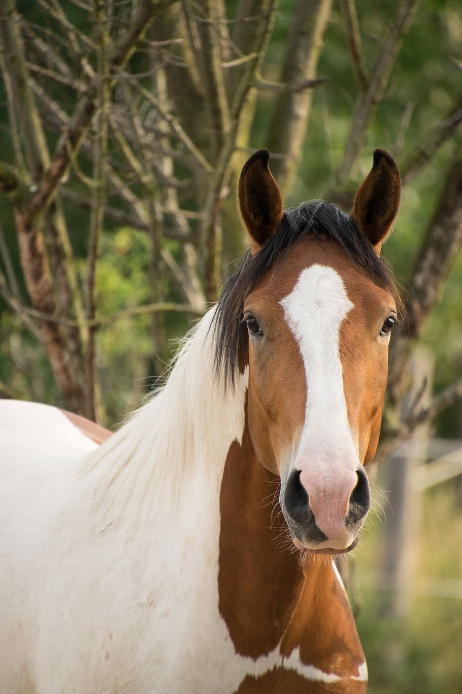 brown, horse, selective, focus photography, pinto, paint horse, animal, portrait, nature, animal themes