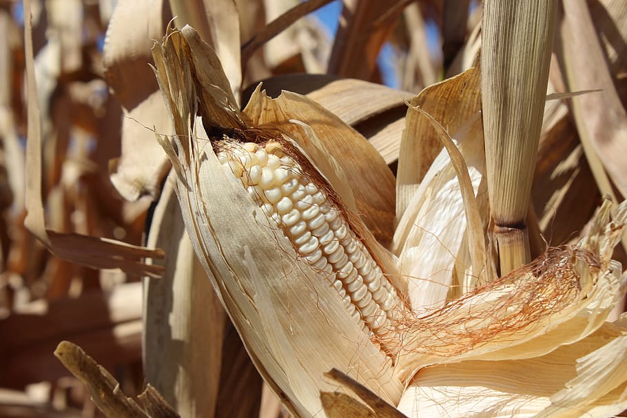 cob, corn, agriculture, cornfield, dried corn, harvest, food, food and drink, close-up, corn - crop