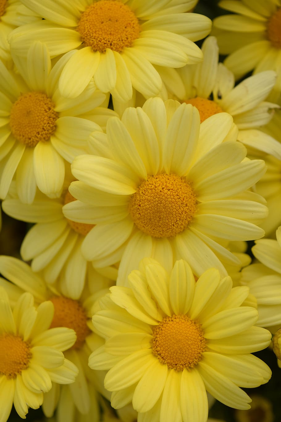 daisies, yellow, summer flowers, flowers, bright, yellow daisies, background, greeting card, greetings, flowering plant