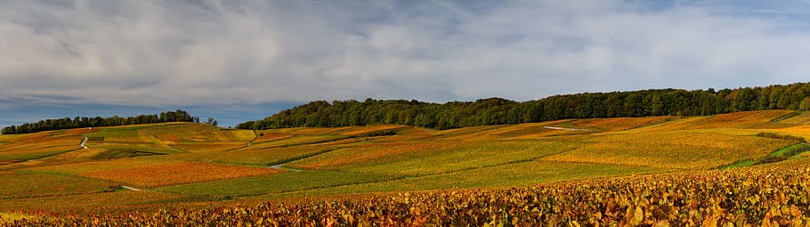 vignoble, champagne, automne, vigne, raisin, agriculture, panorama, landscape, scenics - nature, environment