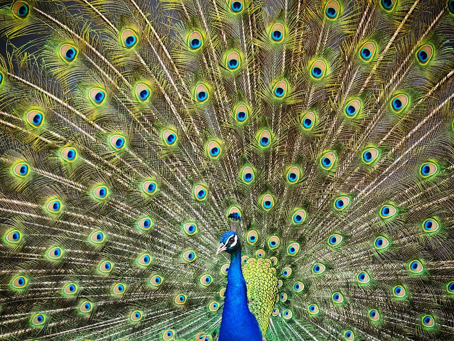 selective, focus photography, male, peacock, turkey, royal, feathers, color, ave, bird