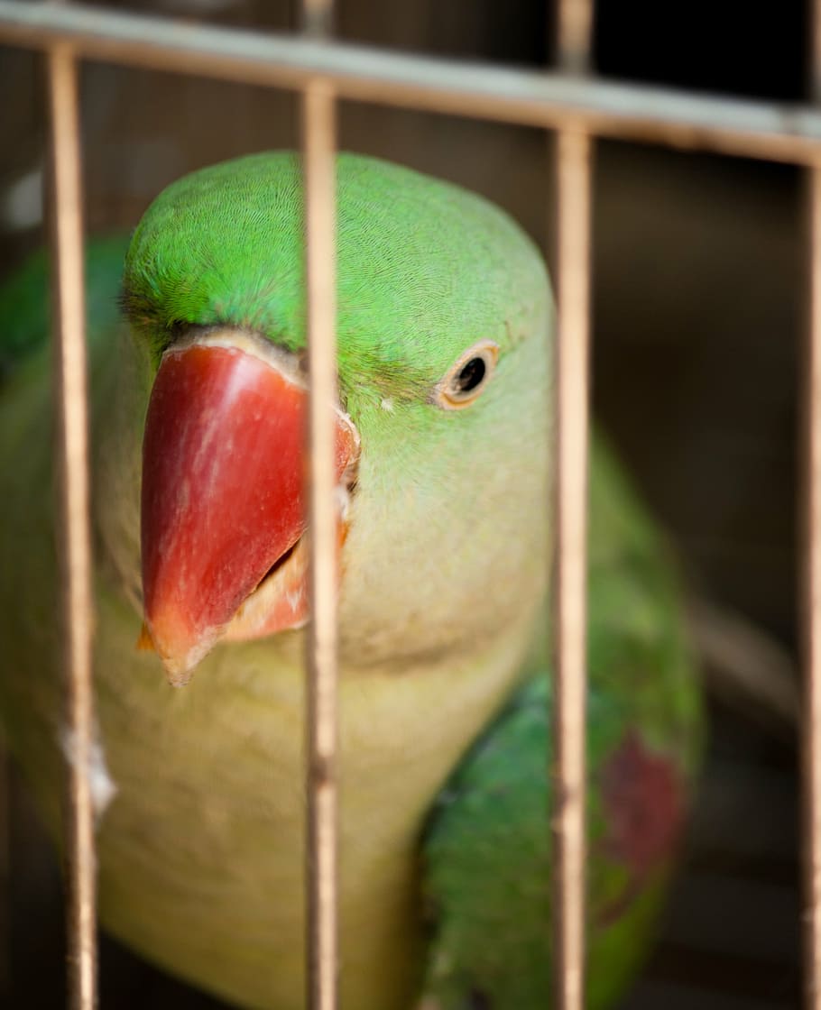parrot, caged, encaged, bird, cage, animal, tropical, green Color, close-up, focus on foreground