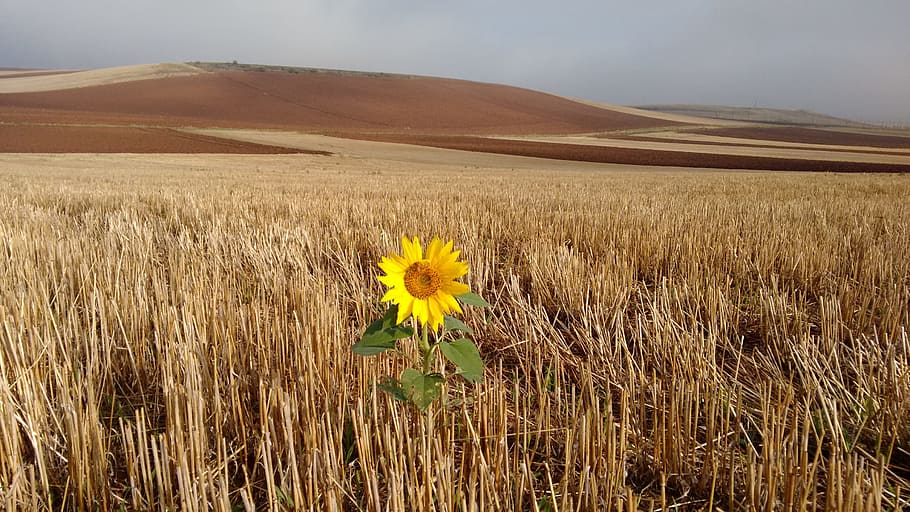 brown, grass field, Path, Santiago, Sunflower, Magic, loneliness, survival, valley, spain