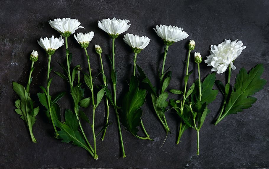 blanco, flores peladas, gris, concreto, superficie, pétalo, flores, verde, hoja, mesa