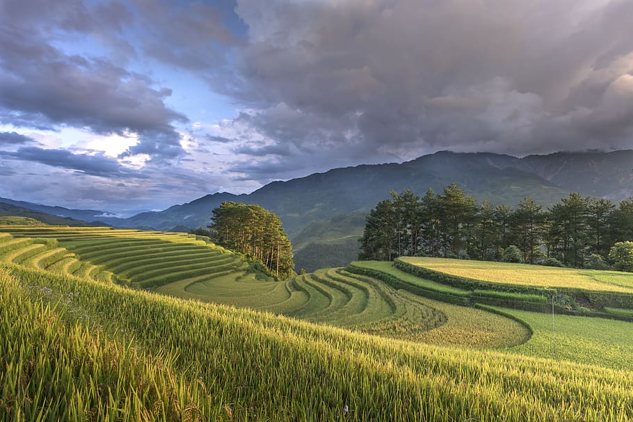 grass field, cloudy, sky, vietnam, terraces, rice, silk, the cultivation, travel, farmer