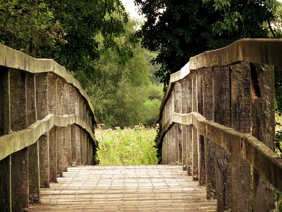 wooden, bridge, towards, greed forest, green, trees, plant, nature, outdoor, travel