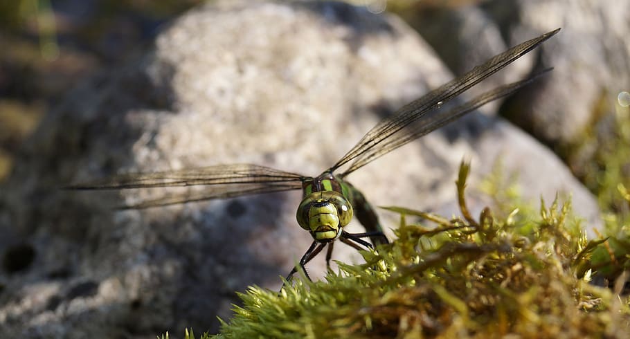 hawker, dragonfly, insect, close up, nature, animal, macro, wing, compound eyes, sit