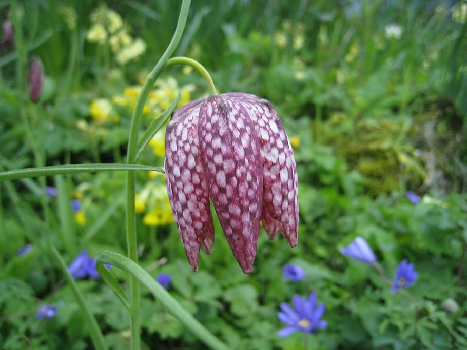 fritillaria meleagris, chequered, ornamental plant, flower of the year 1993, pink, flower, blossom, bloom, purple, lily family