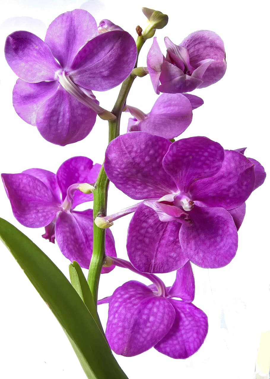 Vanda, Orchid, Pink, Exotic, Tropics, vanda orchid, blossom, bloom, flower, plant