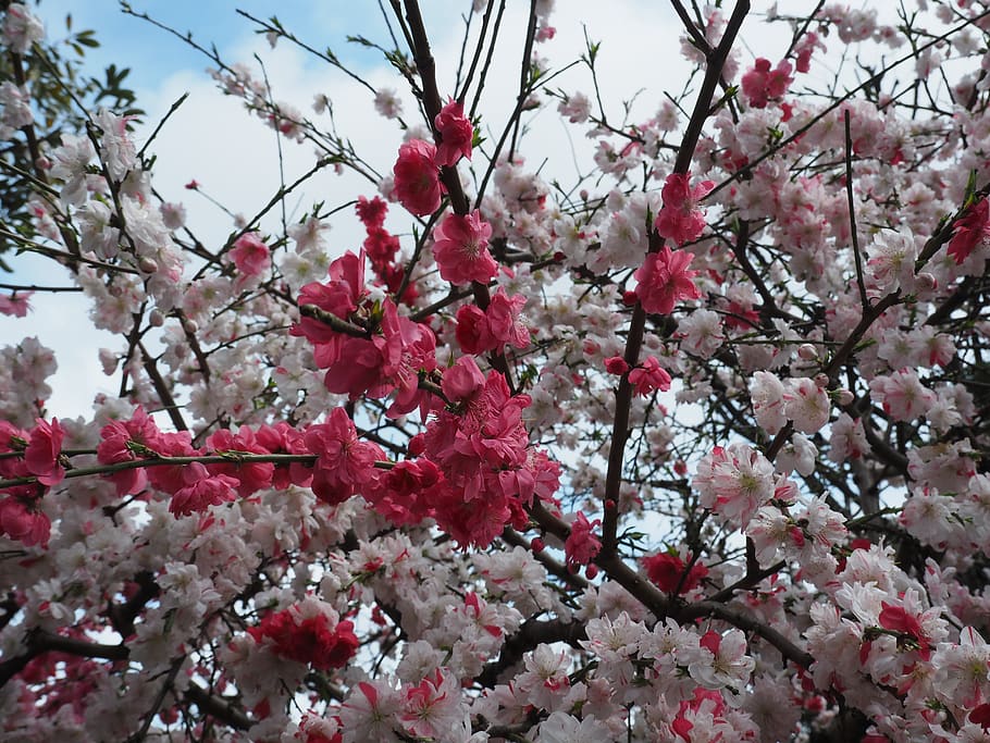 flores de durazno, rojo, rosa, planta, parque, flores, planta floreciente,  flor, crecimiento, frescura | Pxfuel