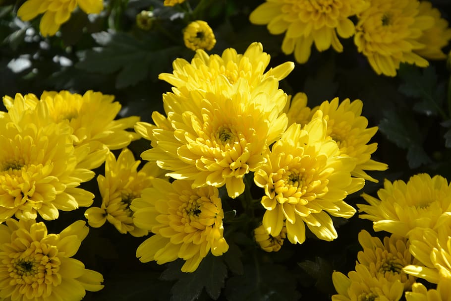 mums, flowers, colors, yellow, flowers flowers, nature, toussaint, botany, flowers fall, flowering