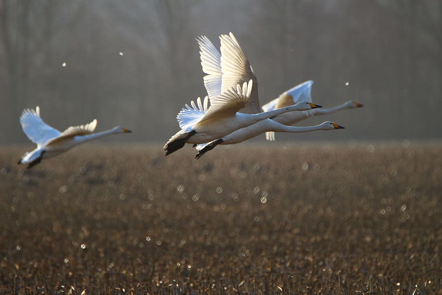 geese, flying, daytime, whooper swan, bird, swan, arable, field, migratory bird, swans