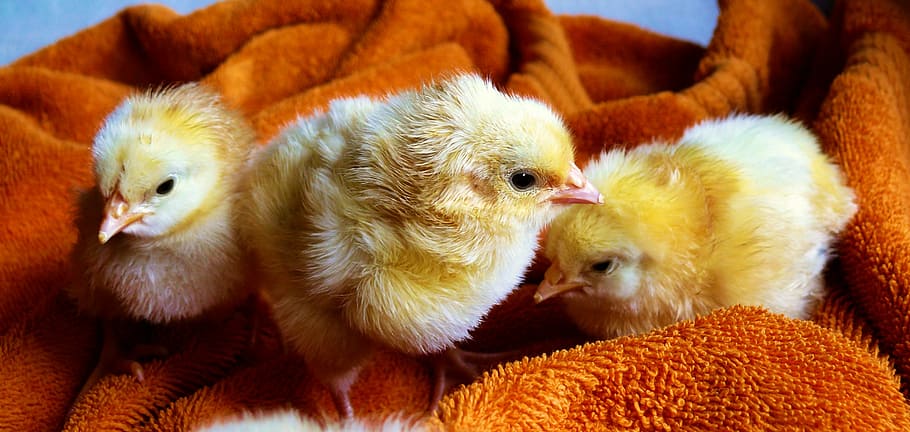 three, yellow, chicks, brown, towel, animal, fluffy, poultry, young animals, creature