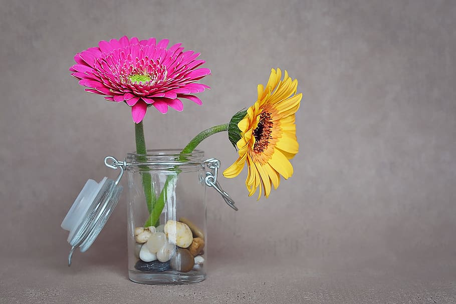 two, yellow, pink, daisy flowers, glass jar, stones, gerbera, flowers, vase, jar