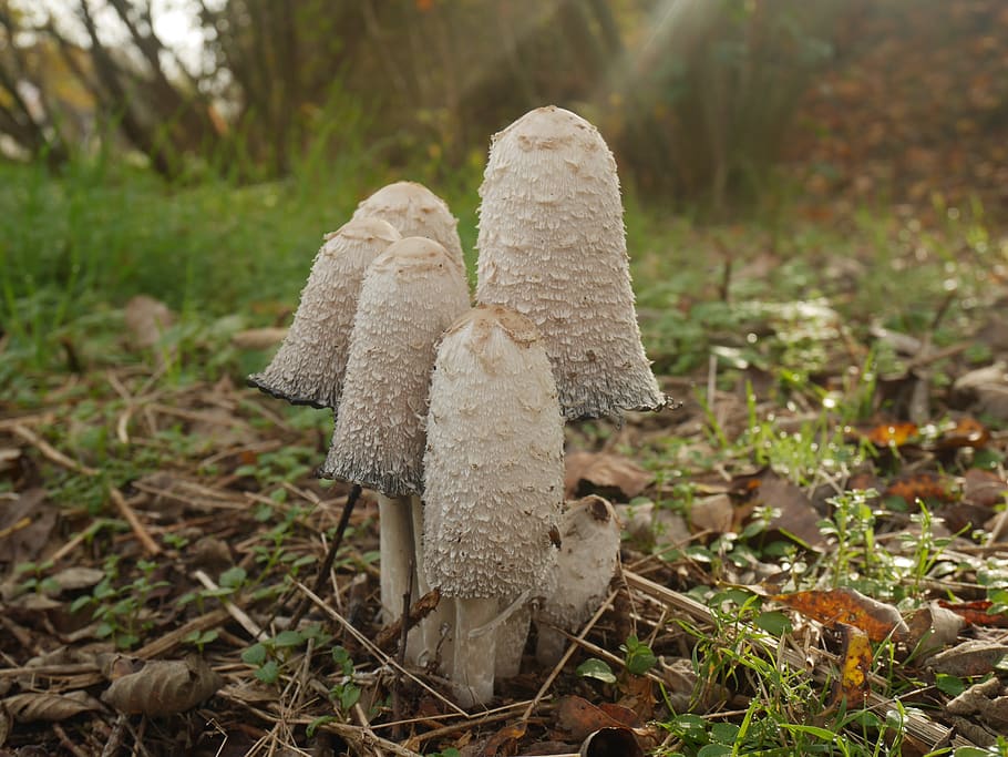 fungi, forest, mushroom, moss, mushrooms, autumn, kleinpilz, minipilz, close, sponge