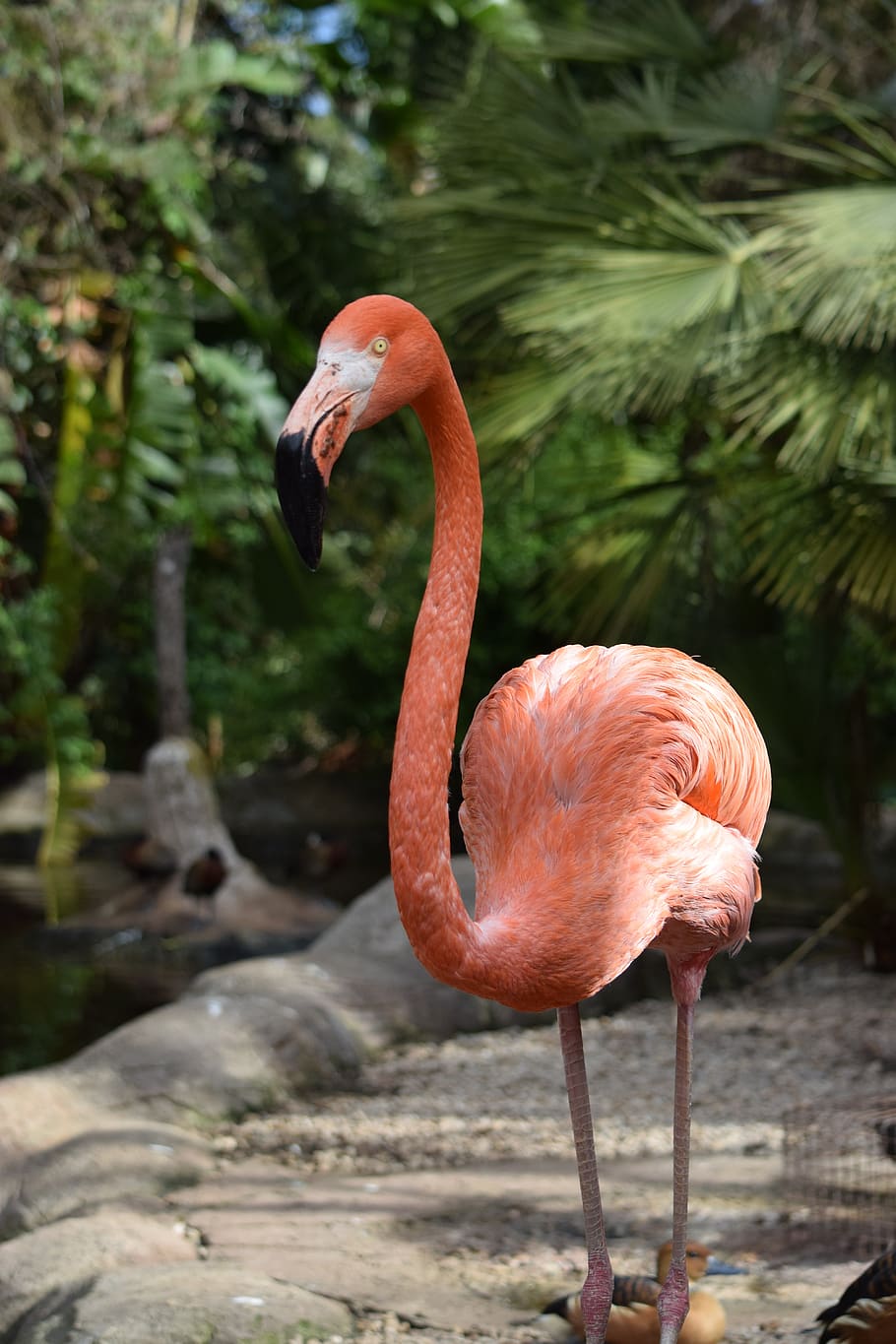 flamingo, pink, bird, palm, animal, tropical, nature, wildlife, exotic, feather