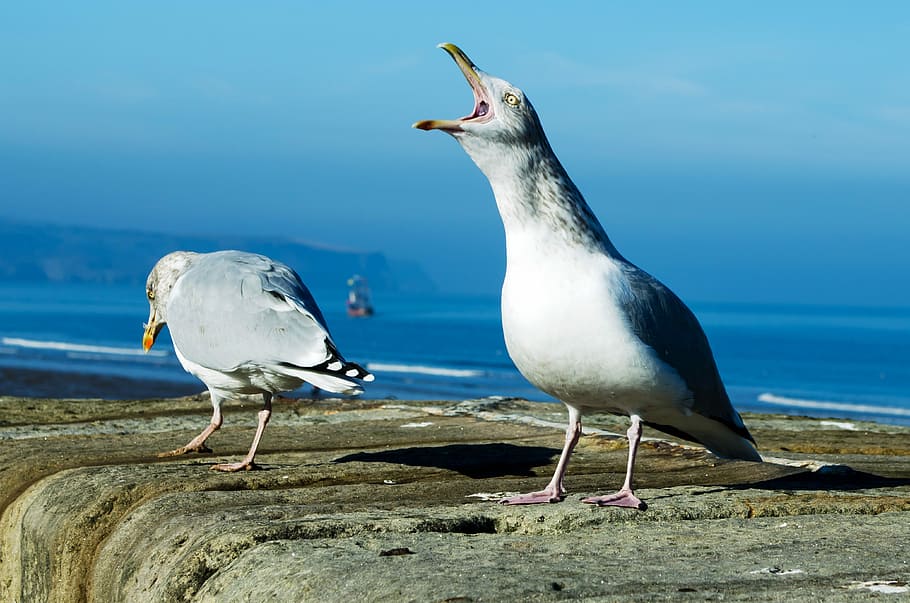 screaming seagull, Screaming, Seagull, Bird, nature, public domain, scream, wildlife, yell, sea
